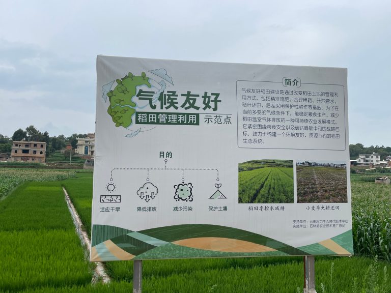 They Have Grown “Climate-Friendly Rice”