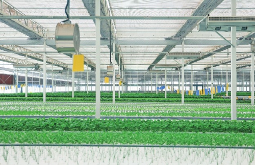 The Green and Low-Carbon Transition of the Agriculture and Food System Requires Coordinated Efforts Across the Entire Supply Chain
